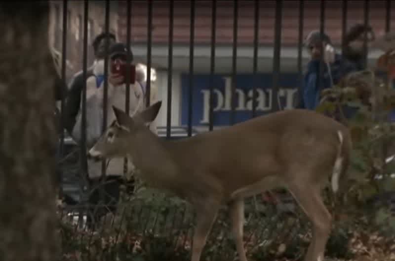 Video: People are Puzzled by the Appearance of Whitetail Deer in Manhattan