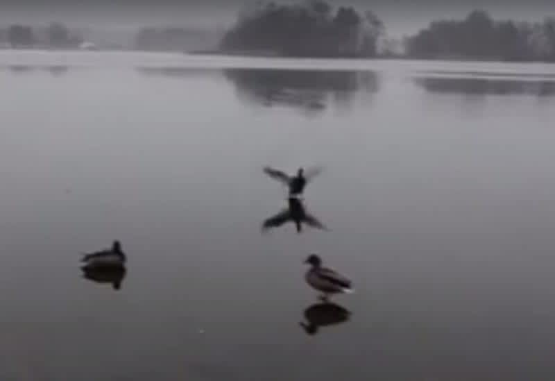 Video: Drake Mallard Makes a Great Entrance Onto Frozen Lake