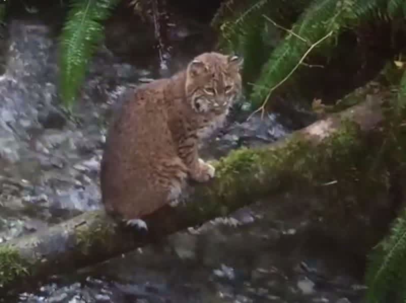 Video: This Bobcat Can Fish Better Than You