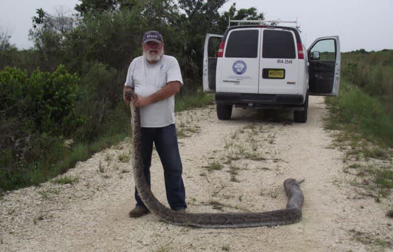 Hungry Snake Sets New World Record After Devouring 3 Deer