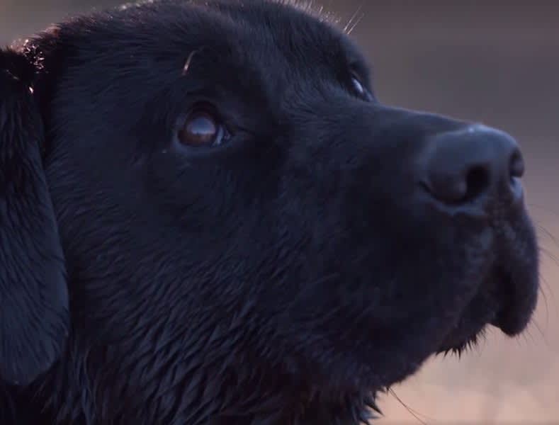 Video: If You Have a Hunting Dog Waiting for You at Home, This is for You