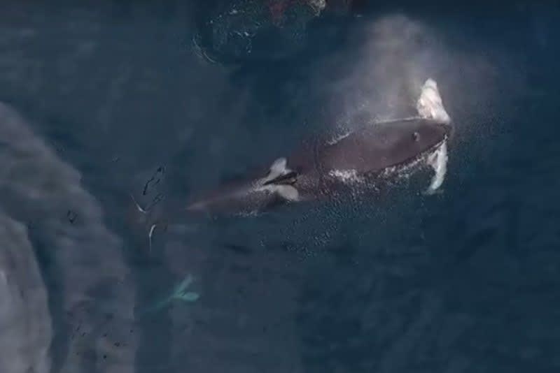 Drone Video: Killer Whales Caught Feeding on Shark