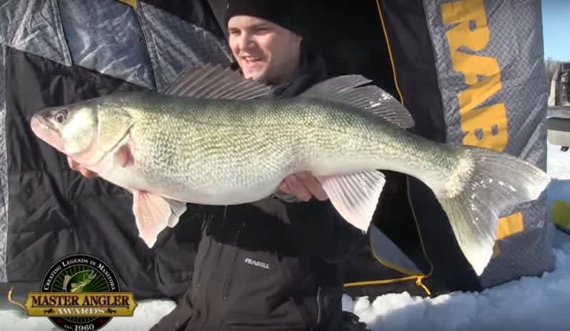 Video: Gigantic Greenback Walleye Through the Ice