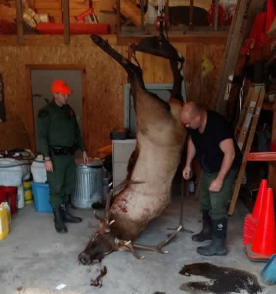 Michigan Hunter Facing Huge Fines After Mistaking Elk for Whitetail