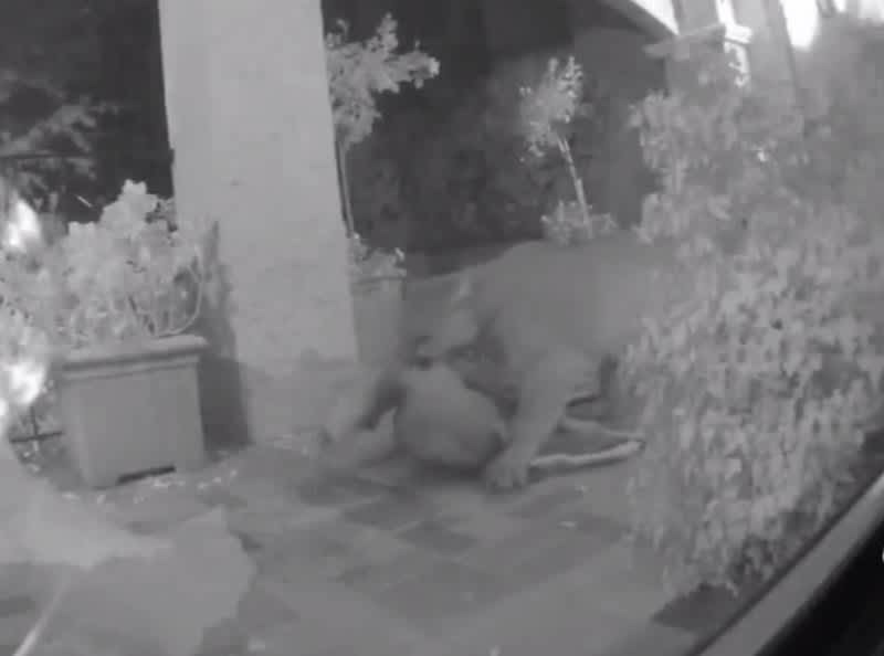 Video: Mountain Lion Kills Deer on San Francisco Homeowner’s Front Porch