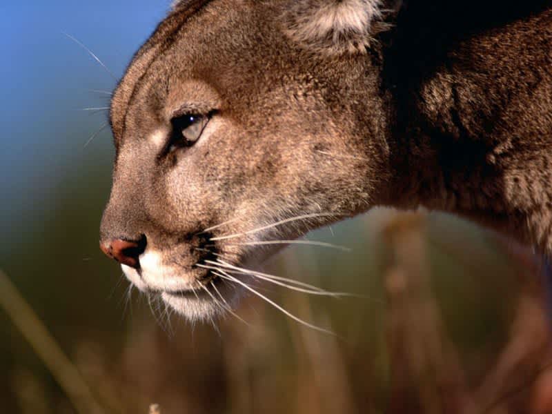 Rancher Granted Permission to Hunt Mountain Lion that Attacked Livestock