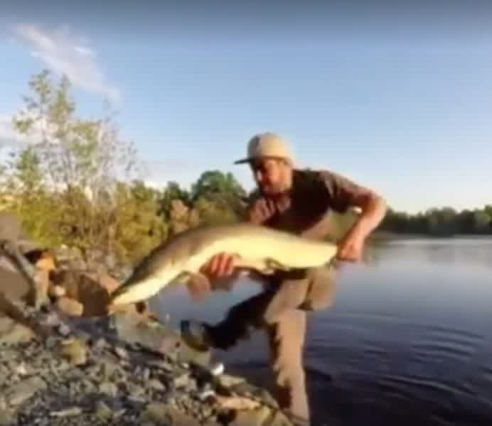 Fail Video: Muskie Catch and Release . . . with a Surprise Ending