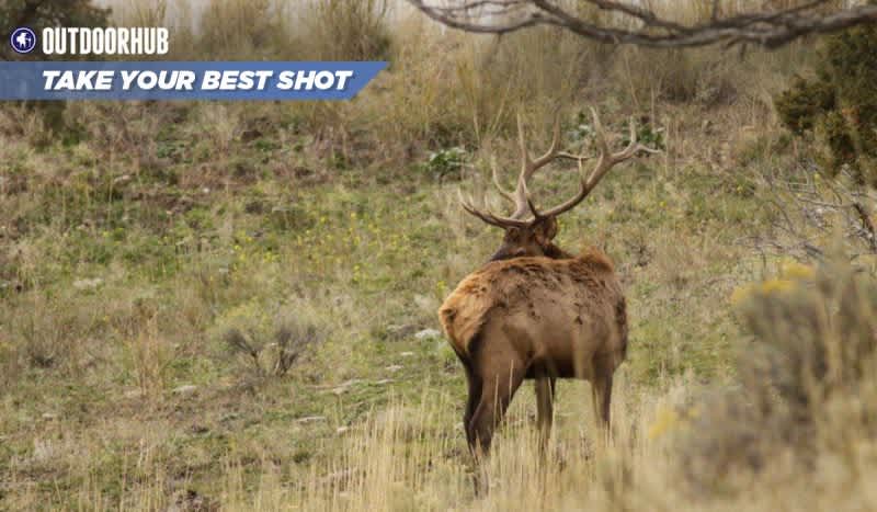 Tuesday’s Take Your Best Shot: Muzzleloader Elk