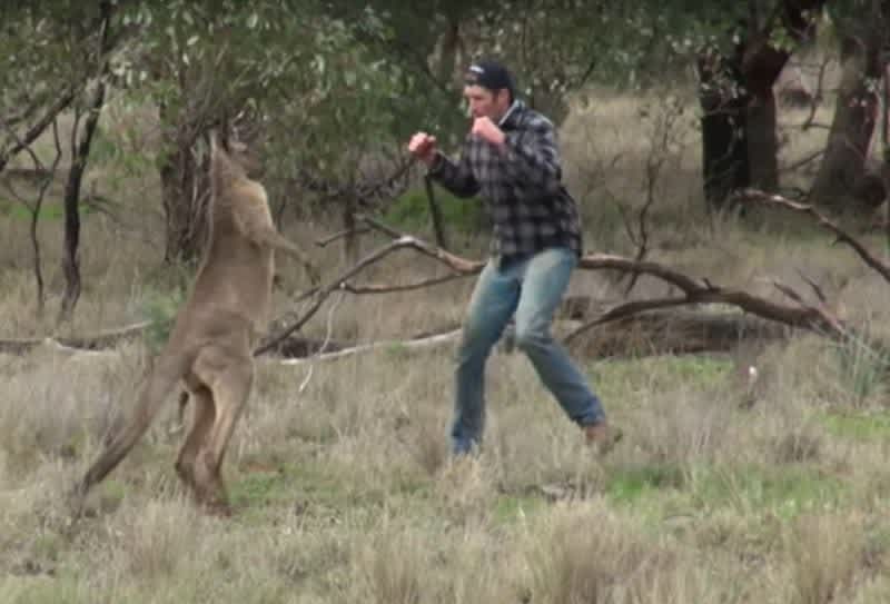 Video: Australian Hunter Punches Kangaroo in Face to Save Dog
