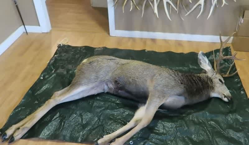 Timber to Table: Quartering a Deer Right in Your Living Room