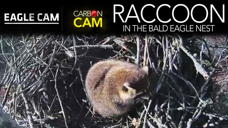 Video: Raccoon Takes Over Nest on Live Eagle Cam