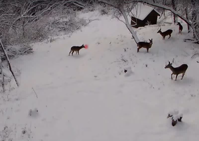 Must-See Video: Rudolf and the Rest of Santa’s Sled Team