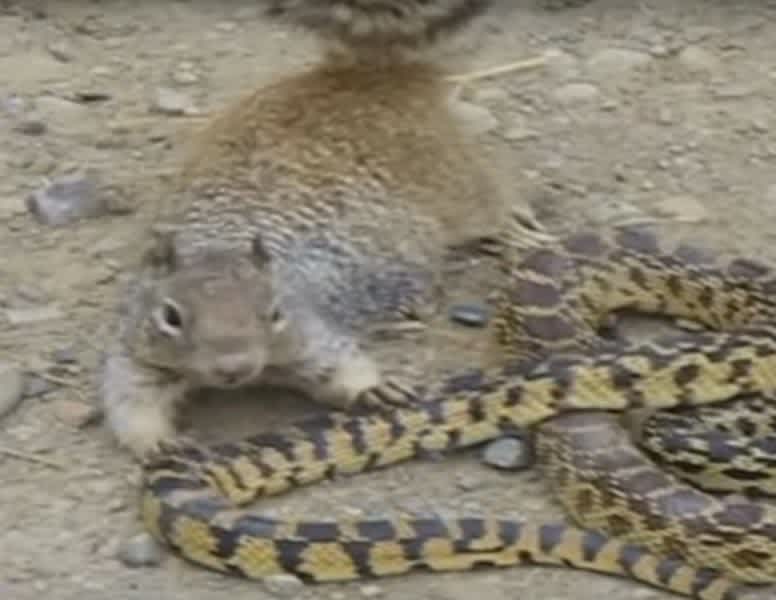 Video: Squirrel vs. Snake, Bet You Can’t Guess Who Wins
