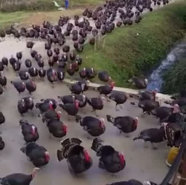 Insane Video: Just TRY to Count the Number of Turkeys Shown Here