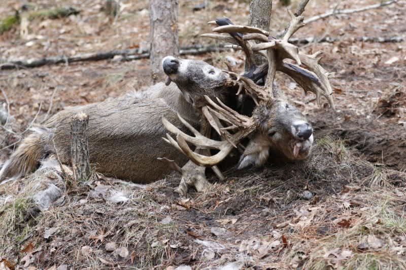 Two Trophy Bucks Over 200 Inches Fight to the Death