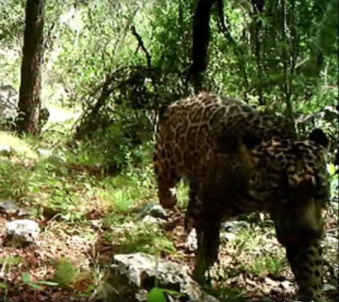 Video: Only Known Wild Jaguar in the United States Caught on Camera