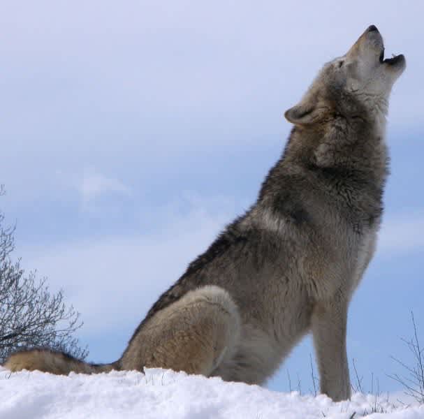 Wolf Hunting Plan Gets Final Approval From Michigan Legislators