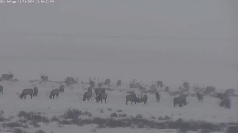 Live Video: Jackson Hole Wyoming Elk Refuge