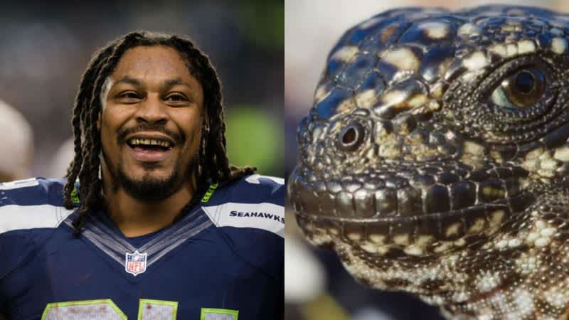 Marshawn Lynch Narrates Planet Earth II Proving It’s Even Better in ‘Beast Mode’