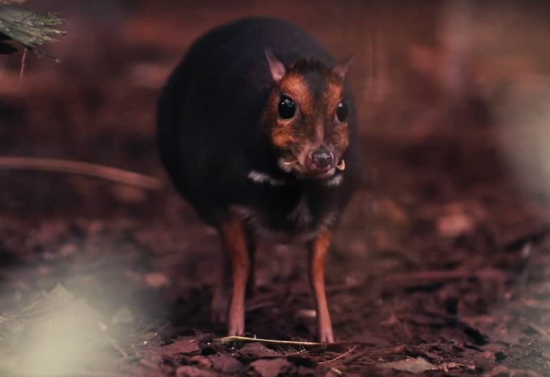 Video: For the First Time, a Philippine Mouse-Deer Born in the UK