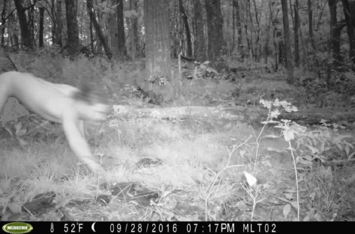 Trailcam Captured Naked Man on LSD Who Believed He was Siberian Tiger