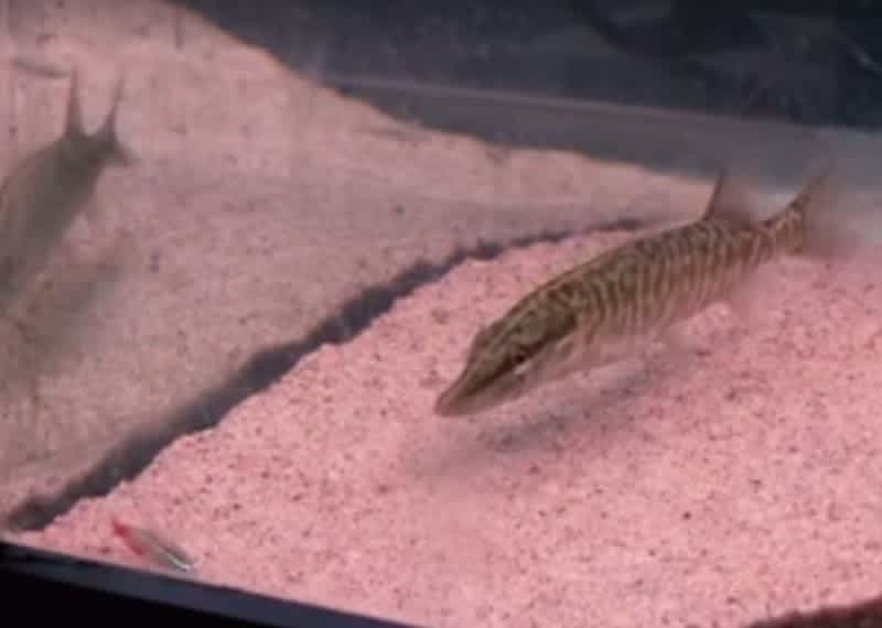 Video: Baby Tiger Muskie and Trout Show Off Their Hunting Skills