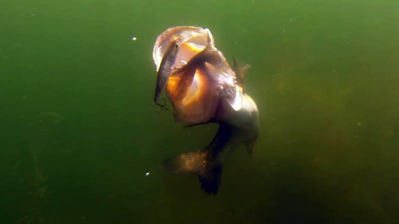 Video: Go Underwater to Learn More About Bass Behavior