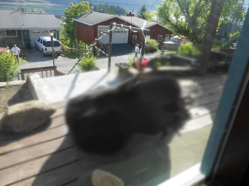 A Black Bear Eating on your Porch is a Great Excuse for being Late to Work