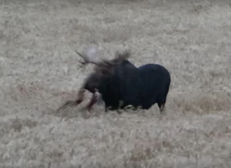 Video: Young Bowhunter Arrows First Moose from Treestand