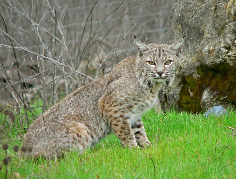 Video: Rabies Alert Issued After Multiple Bobcat Attacks