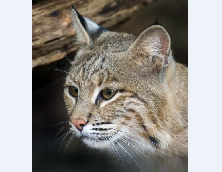 Bobcat Escapes National Zoo Sending D.C. Residents into Twitter Frenzy