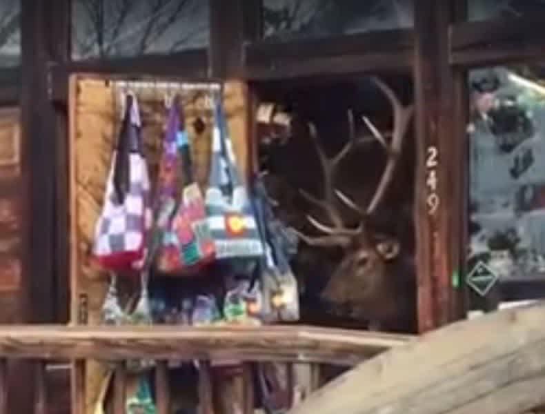Video: Bull Elk Strolls Through Town, Visits Local Shops