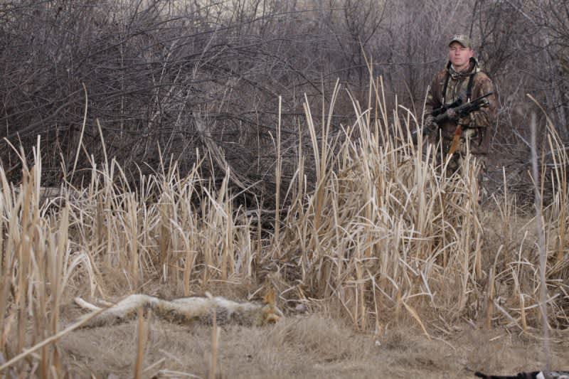 Kayser on Coyotes: Targeting Bedroom Cover