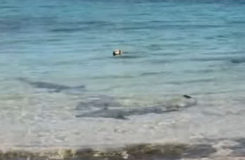 Video: Dog Attacks Shark in the Water . . . Yeah, You Read that Right