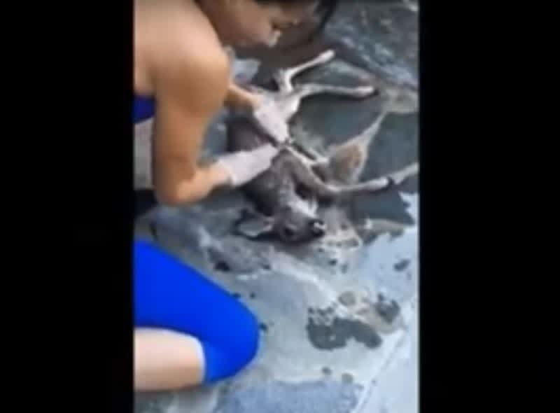 Video: Woman Performs CPR on Drowning Deer to Save its Life