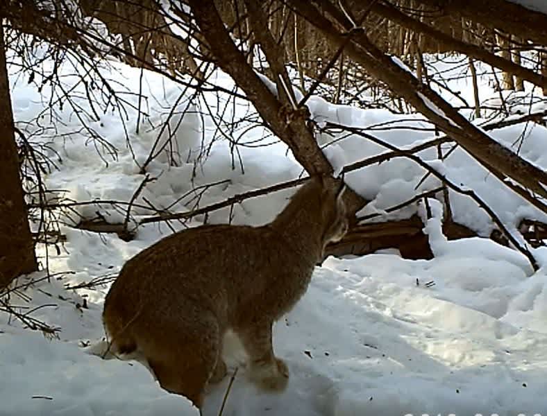 Must-See Video: Lynx Tackles Snowshoe Hare, Caught on Trail Cam