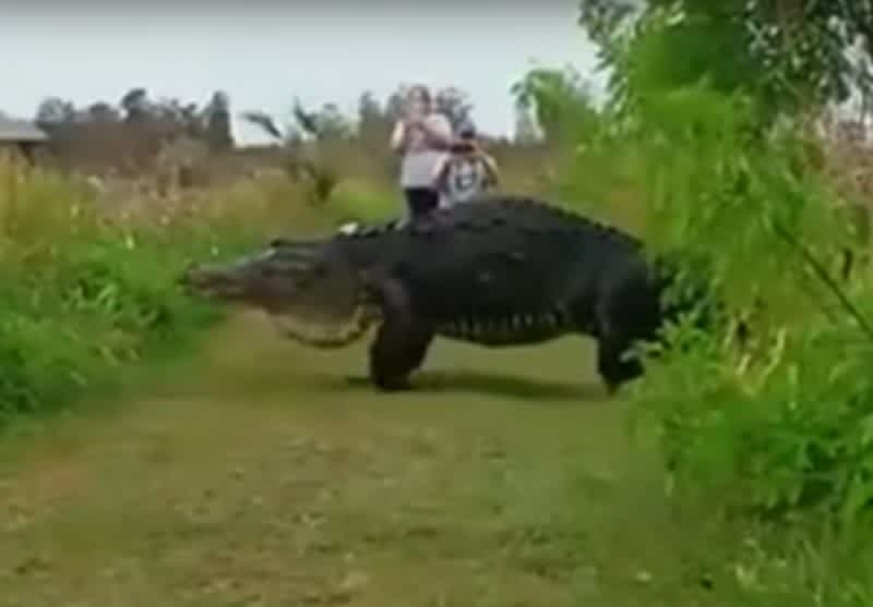 Video: Massive Alligator Discovered in Florida Stuns Tourists