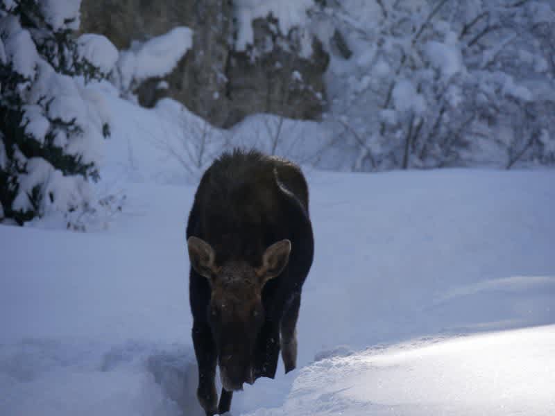 Video: Moose Charges Group of Hikers Trapped by Deep Snow