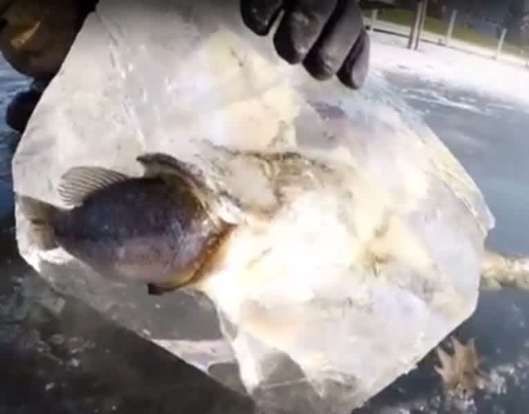 Video: Pike Flash-Frozen with Mouthful of Bass