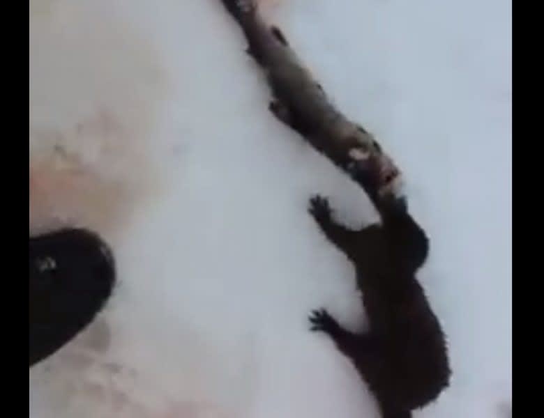 Video: Sneaky Mink Gives a Canadian Icefisherman a Hard Time