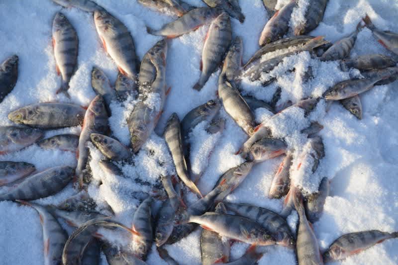 Angler Fined $24K for Illegally Possessing 2,500 Panfish