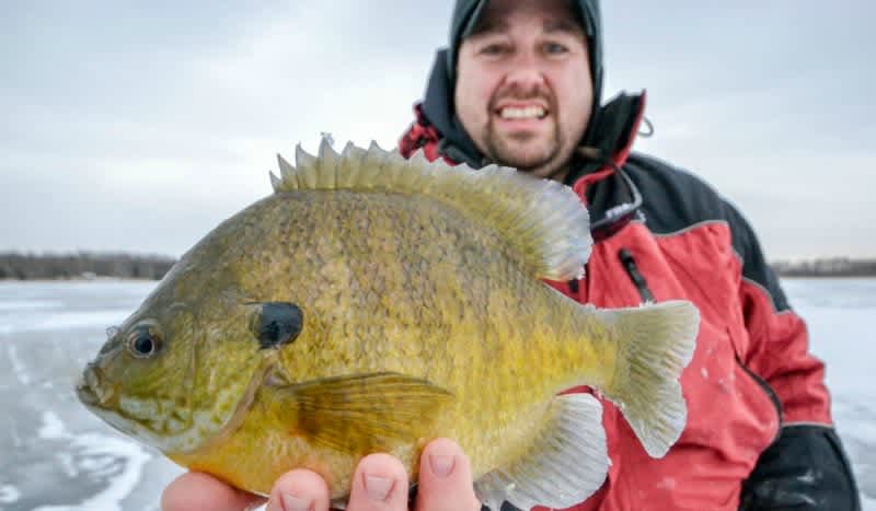 Ice Debate: Fast or Slow for Trophy Gills?