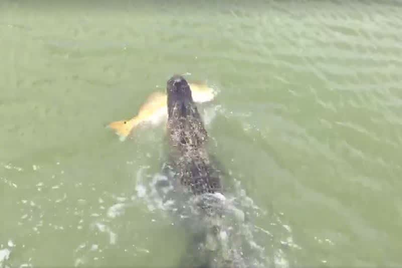 Video: Alligator Casually Steals Fish Right Off This Young Angler’s Line