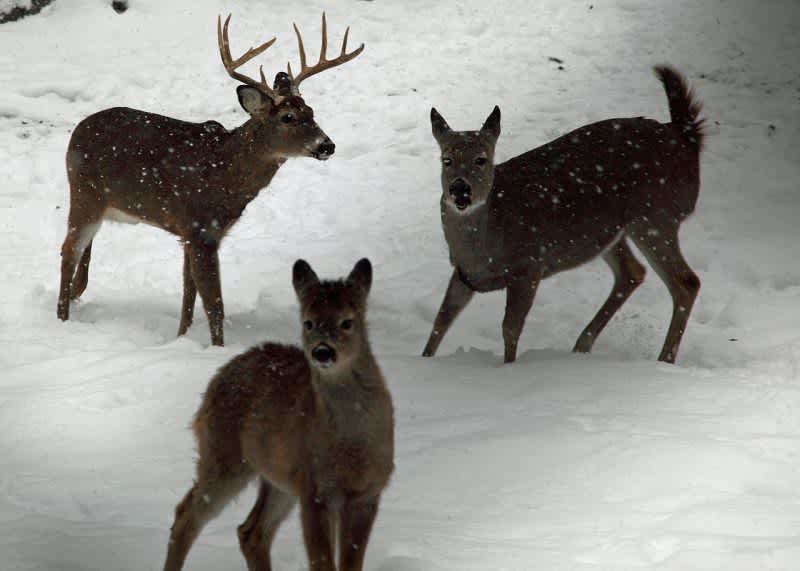 54 Deer in Michigan Sterilized by Having Ovaries Surgically Removed