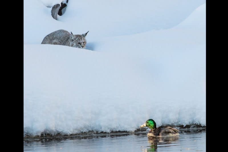 Incredible Photo Sequence: Bobcat Hunts a Duck