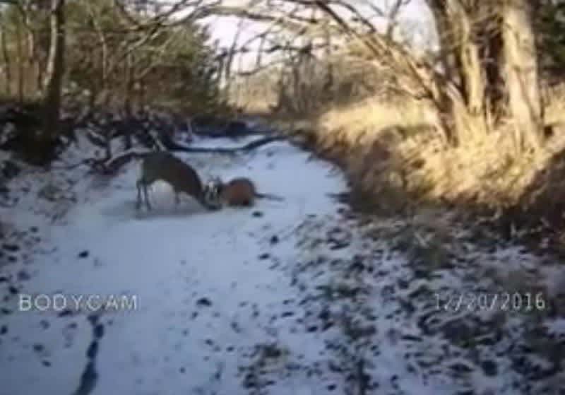 Video: Game Warden Makes Amazing Shot to Save Two Trophy Bucks Locked Together