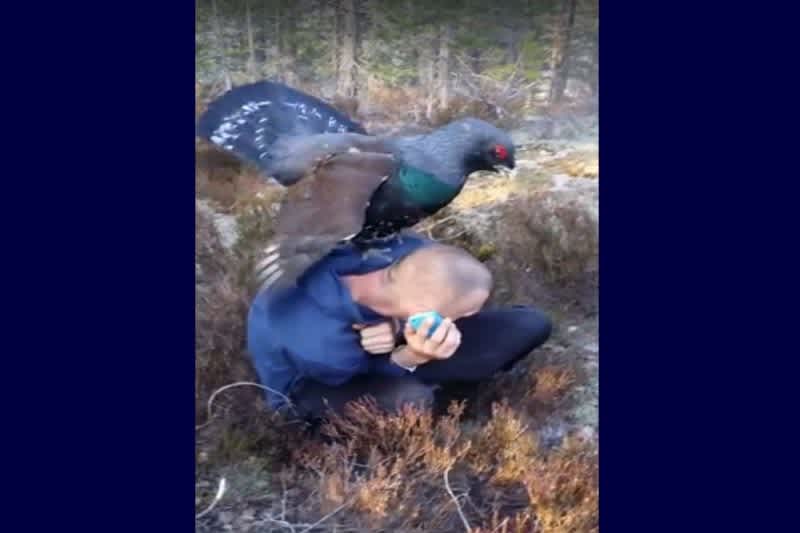 Video: Giant Grouse Violates Man Using Cell Phone