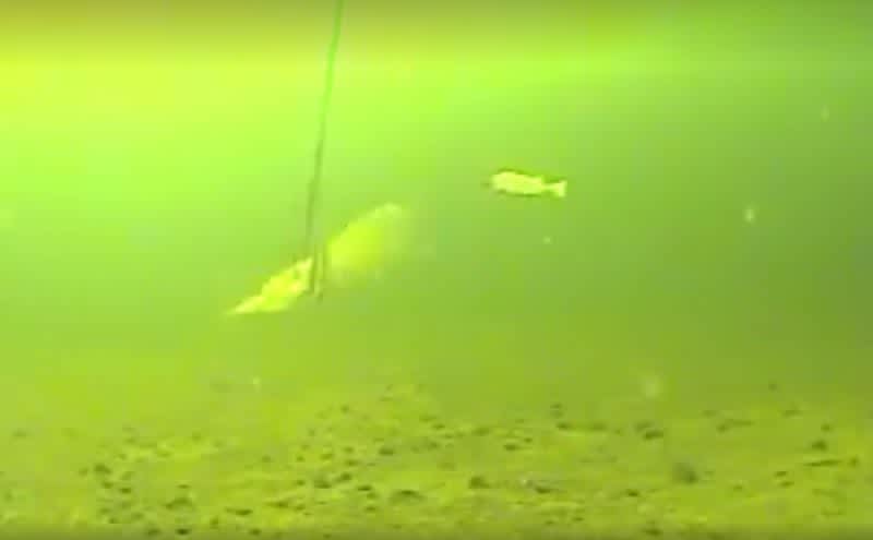 Amazing Underwater Video: Spearing Northern Pike