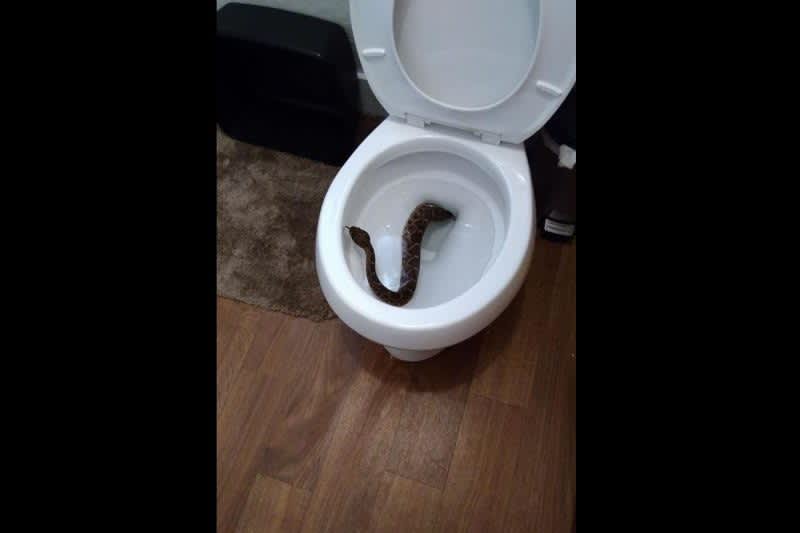 Diamondback Rattlesnake Discovered in Toilet, then Family Finds 24 More