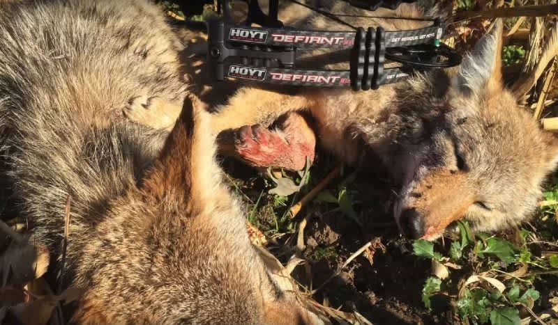 Video: Remarkable Double Kill Shot on 2 Coyotes With One Arrow